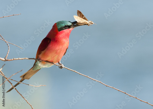 Scharlachspint (Merops nubicoides), am Ufer des Sambesi, Namibia photo