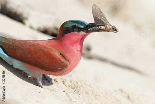 Scharlachspint (Merops nubicoides), am Ufer des Sambesi, Namibia