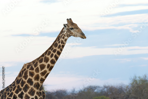 Closeup einer Giraffe, Abendstimmung, Namibia 