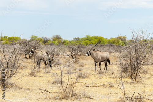 Etosha National Park, Oryx antelope, Namibia