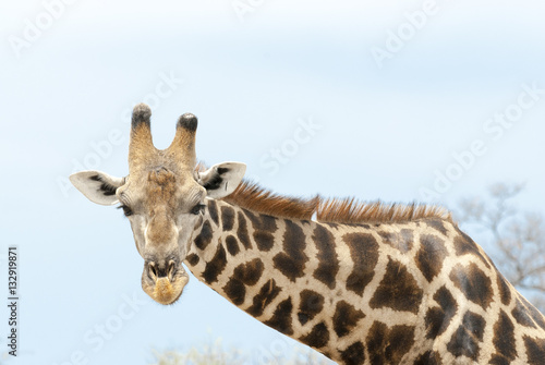 Fototapeta Naklejka Na Ścianę i Meble -  Closeup einer Giraffe, Namibia 