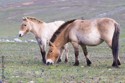 Przewalski-Pferd (Equus ferus przewalskii), Stute mit Fohlen 