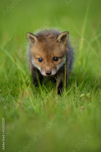 Red Fox Baby Crawls In The Grass Captive Animal In The Nature Habitat Red Fox Puppy European Forest Animals Stock Photo Adobe Stock