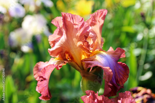 Fototapeta Naklejka Na Ścianę i Meble -  Blooming bright hybrid iris in the spring garden.
