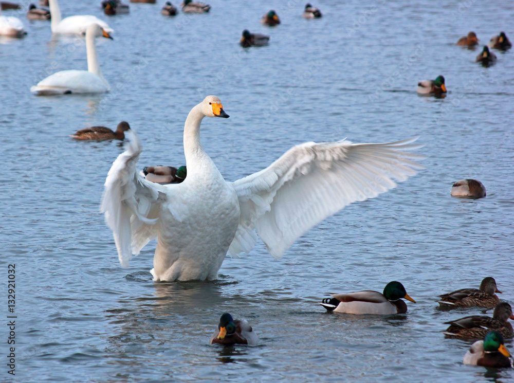 Obraz premium White Swan on a winter lake spreading its wings
