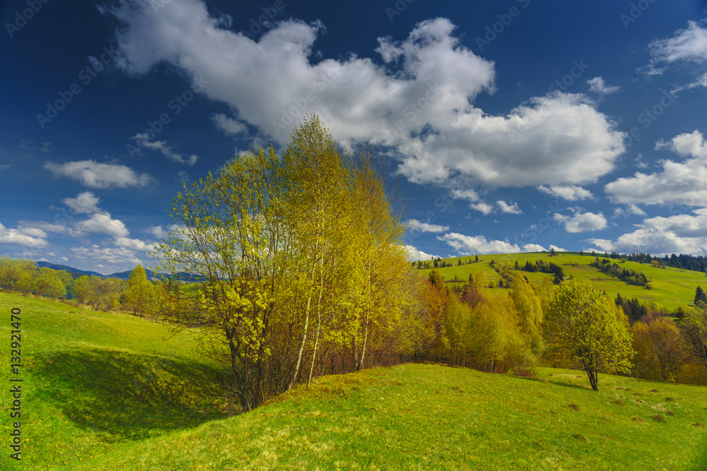 Spring day with blooming hills in warm sunlight. Dramatic and picturesque green meadow scene.Carpathian mountains, Ukraine, Europe. Spring day with blooming hills in warm sunlight. Dramatic and picturesque green meadow scene.Carpathian mountains, Ukraine, Europe.