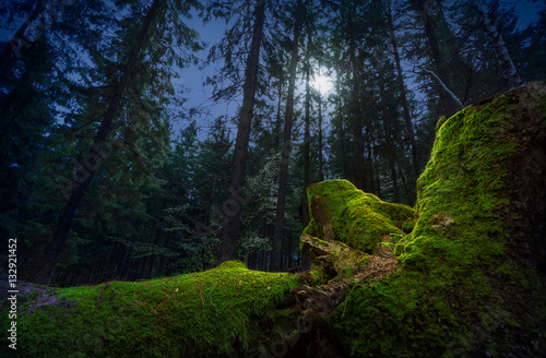 Fairytale night forest by the moonlight. Fallen tree trunk, covered by green moss, on foreground.