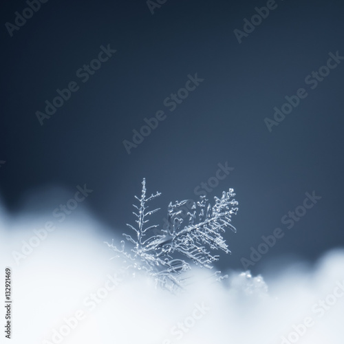 natural snowflakes on snow  photo real snowflakes during a snowfall  under natural conditions at low temperature