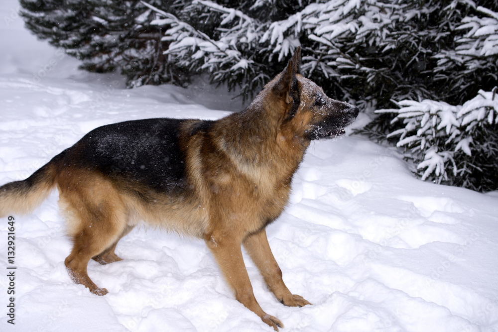 german shepherd playing in the winter german shepherd playing in the winter