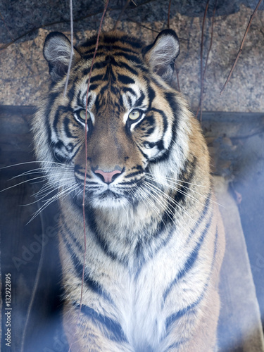 Fototapeta Naklejka Na Ścianę i Meble -  portrait of a female Sumatran tiger, Panthera tigris sumatrae zoo in Jihlava