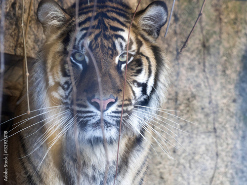 Fototapeta Naklejka Na Ścianę i Meble -  portrait of a female Sumatran tiger, Panthera tigris sumatrae zoo in Jihlava