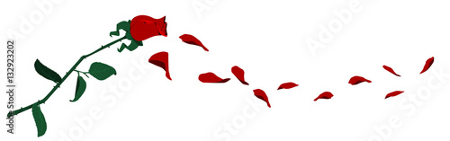 Flying rose petals on transparent background
