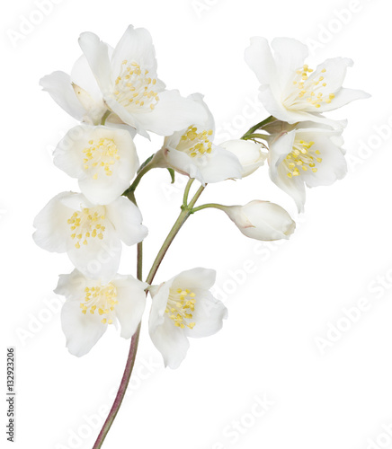 Fototapeta Naklejka Na Ścianę i Meble -  white jasmin branch with nine blooms