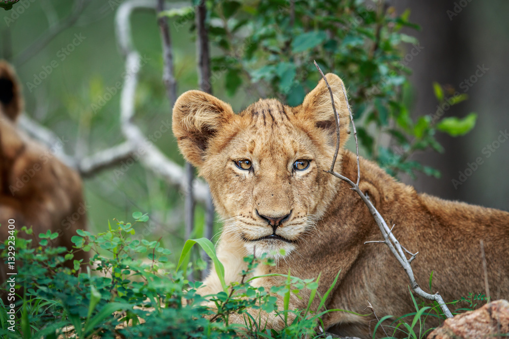 Starring Lion cub in the Kruger.