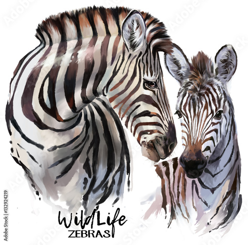 Zebras painting