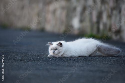 adorable fluffy cat lying down outdoors