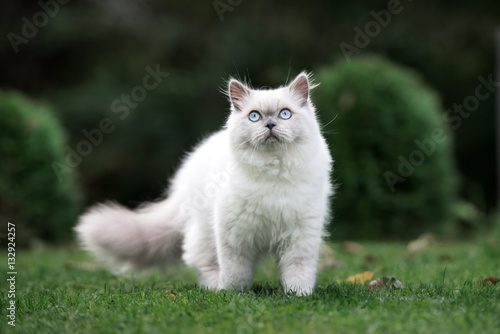 adorable fluffy cat walking outdoors in summer