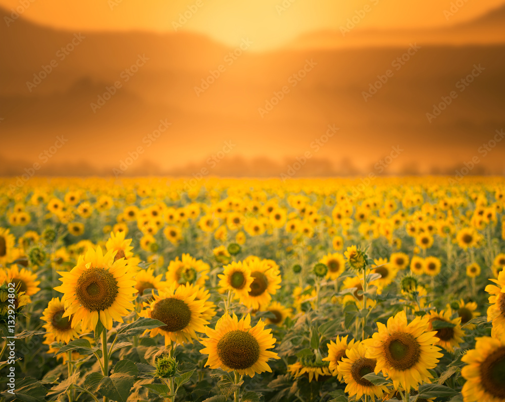 Fototapeta premium Sunflower field sunset time.
