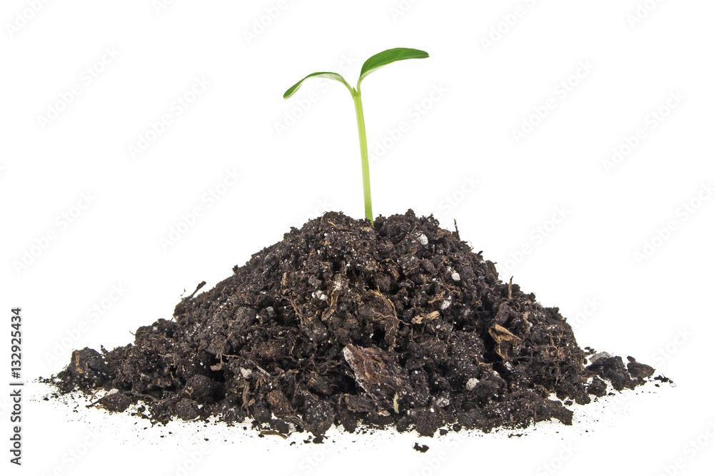 Young plant with humus isolated on white background Young plant with humus isolated on white background