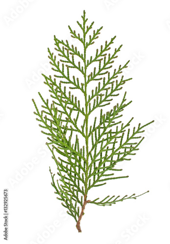 Closeup of green twig of thuja on white background