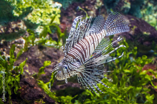 Striped fish in the water