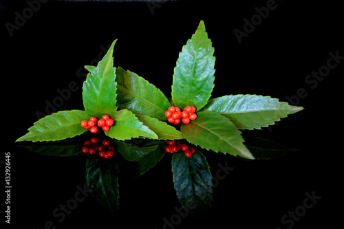 Red small fruits ofSarcandra glabra (Senryo in japanese)  in winter  photo