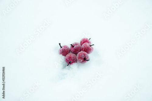 фотографія Winter flower, Pink Plum Flower under Snow with white background