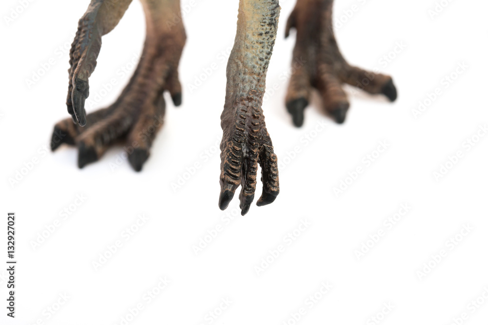 feet and clasws of spinosaurus toy on white background