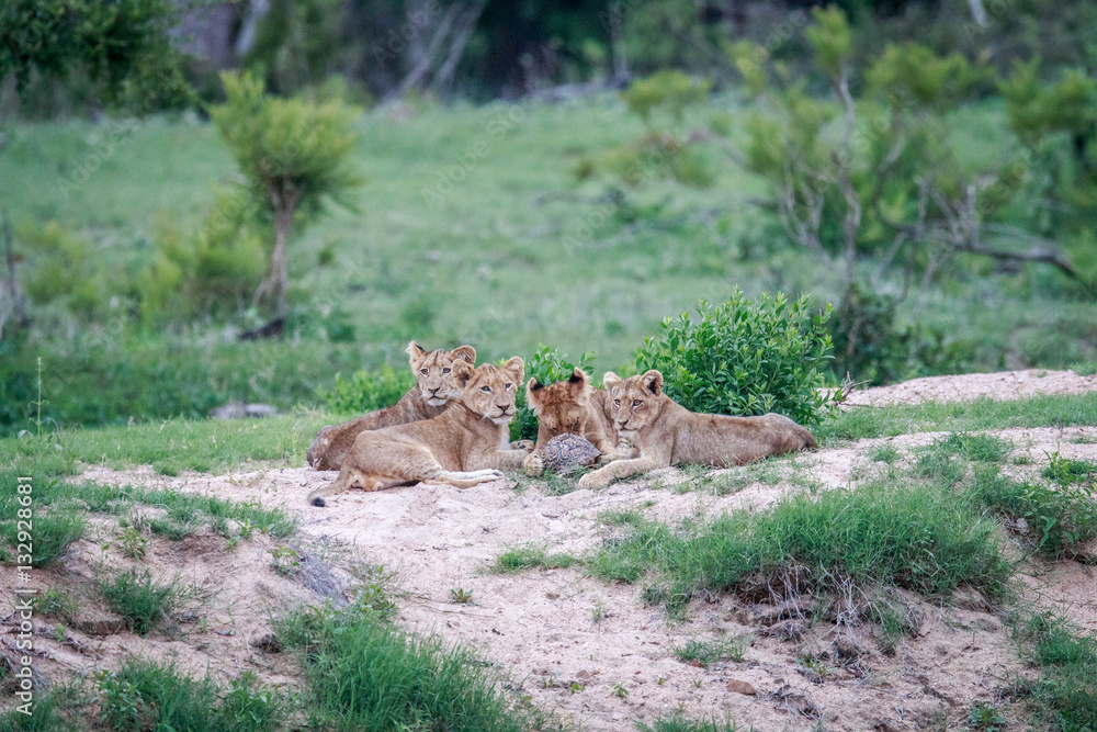 Naklejka premium Lion cubs playing with a Leopard tortoise.