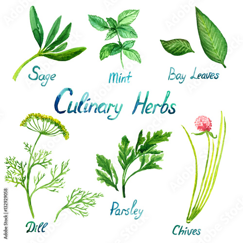 Culinary Herbs Set: Sage, Mint, Bay Leaves, Dill, Parsley, Chives, isolated set hand painted watercolor illustration
