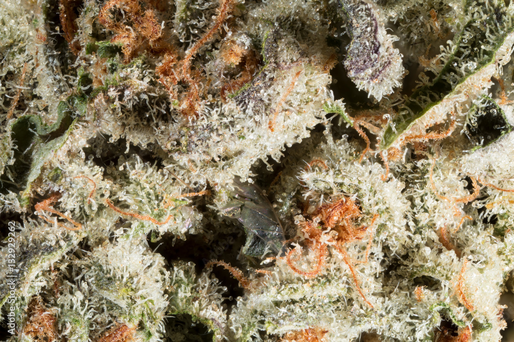 Fotografie Mob Boss cannabis weed close-up