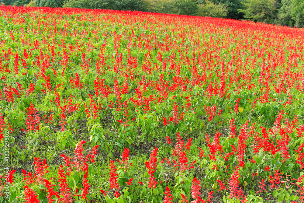 Red Salvia farm
