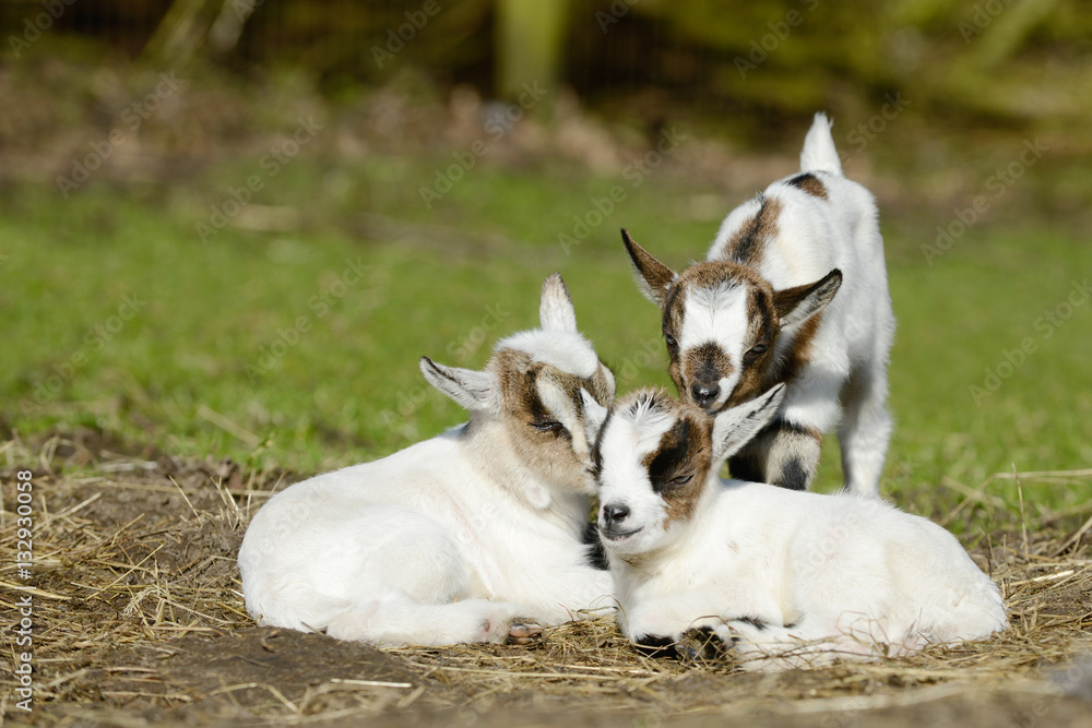 Fototapeta premium white goat kids on pasture