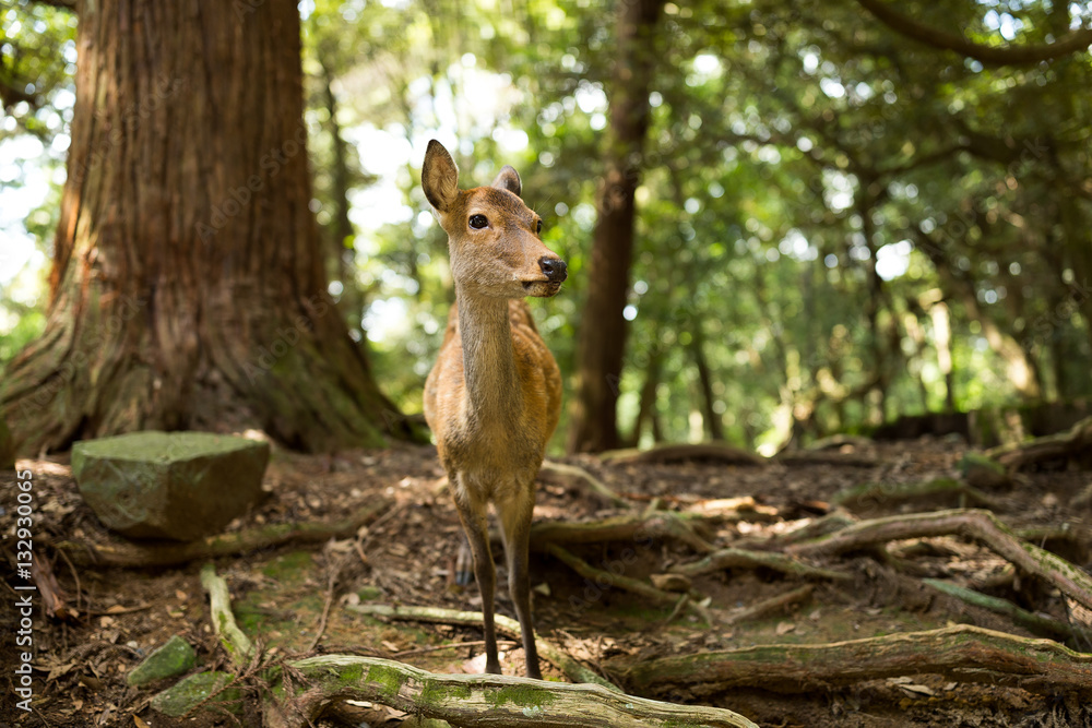 Wild deer at outdoor Wild deer at outdoor