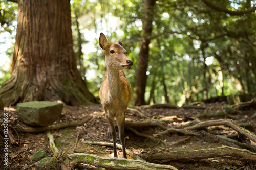 Wild deer at outdoor © leungchopan