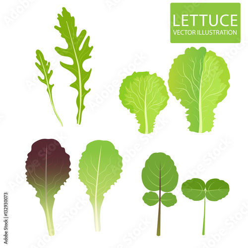 Lettuce Types Vector. Set Of Salad Bowl. Salad Vector Illustration. Vector Set Isolated On White Background. Lettuce Vegetable. Green Leaf. Cress, Red Lettuce, Rucola, Iceberg, Arugula.