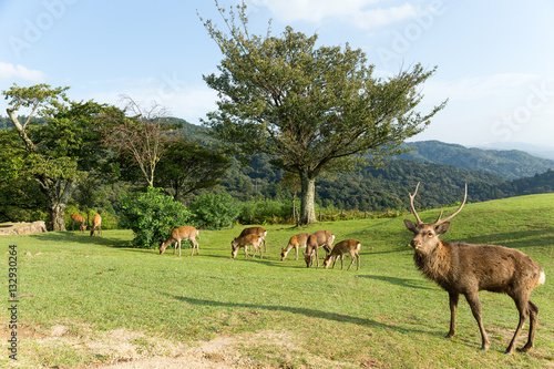 Fototapeta Naklejka Na Ścianę i Meble -  Group of deer