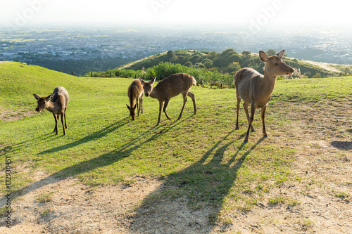 Fototapeta Naklejka Na Ścianę i Meble -  Deer at mount wakakusa