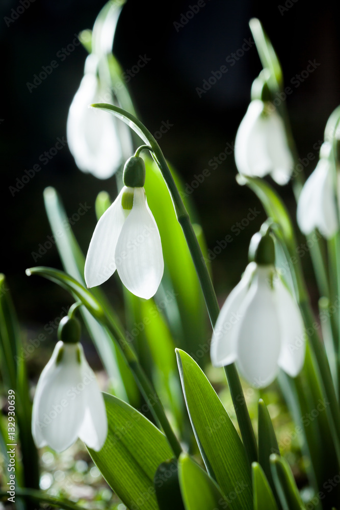 Snowdrops- spring white flowers with soft background Snowdrops- spring white flowers with soft background