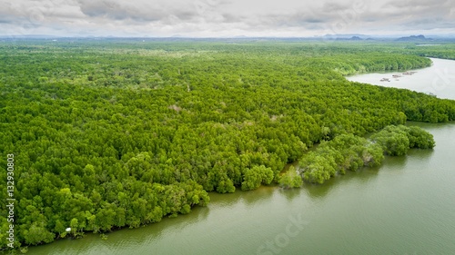 Mangrove tree forest