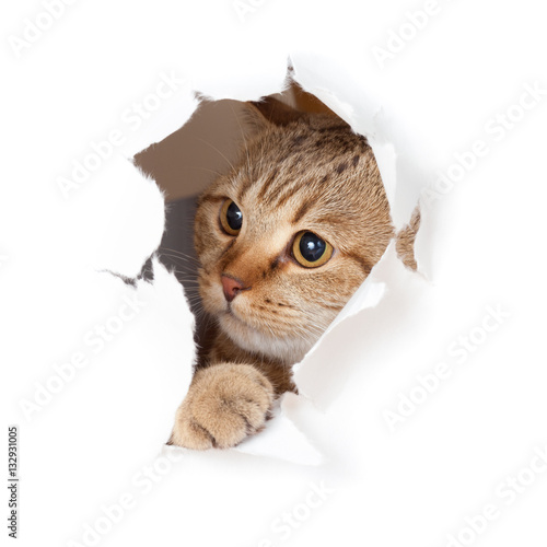 Funny cat in paper hole