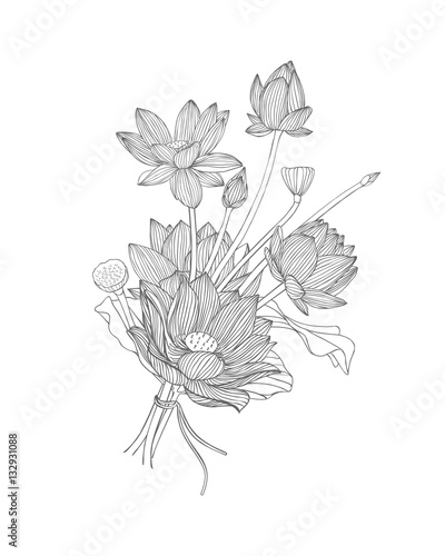 Fototapeta Naklejka Na Ścianę i Meble -  lotus flower bouquet. Black and white