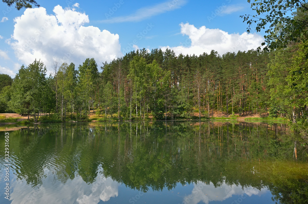 Pines on lake