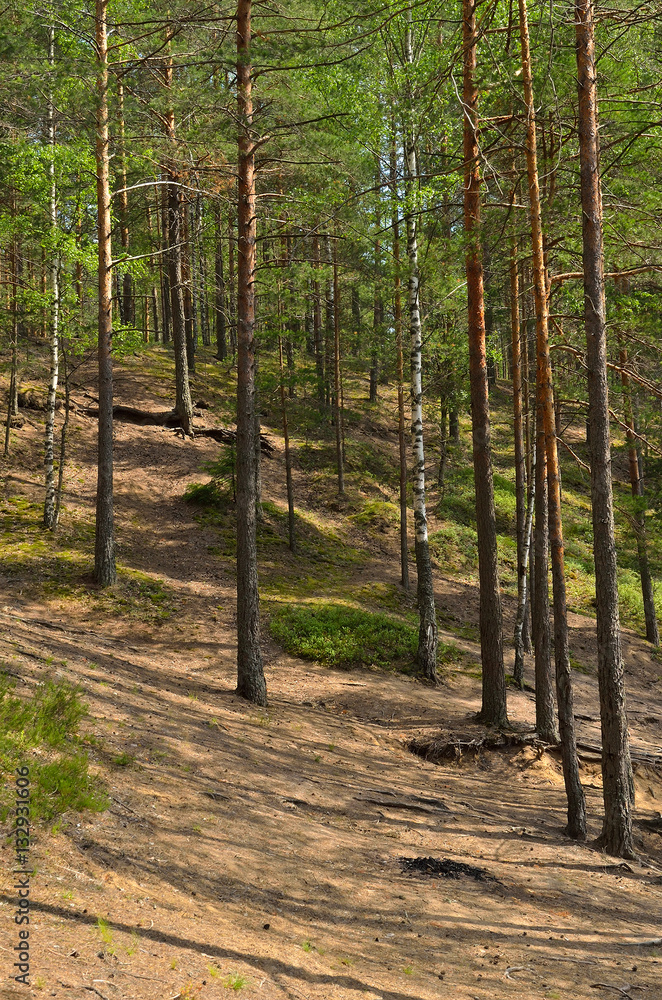 Obraz premium Landscape with pine forest