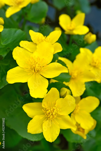 Marsh Marigold flowers