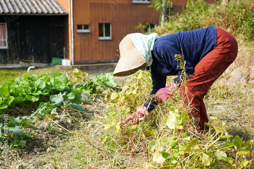 Senior woman harvesting organic vegetables in her garden
