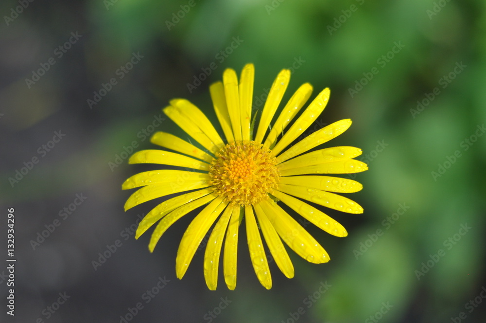 beginning of spring StockFoto Adobe Stock