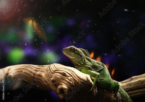 lizard iguana on a branch
