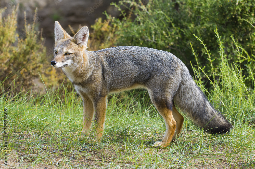 Pampas Grey fox, La Pampa, Argentina Pampas Grey fox, La Pampa, Argentina