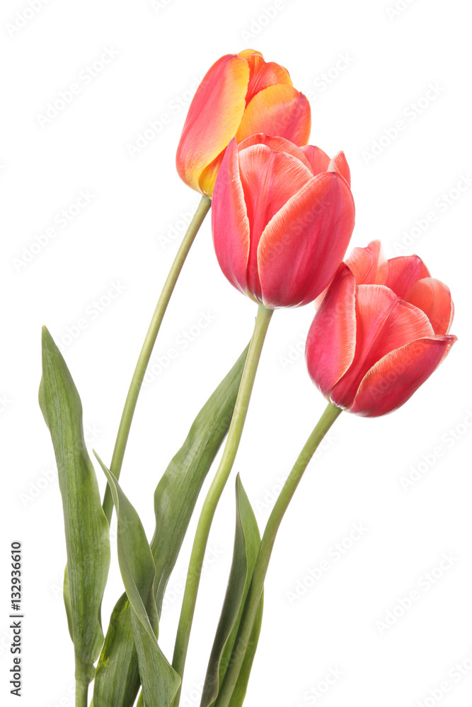 Flower Flower